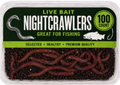 100 CT. NIGHTCRAWLERS